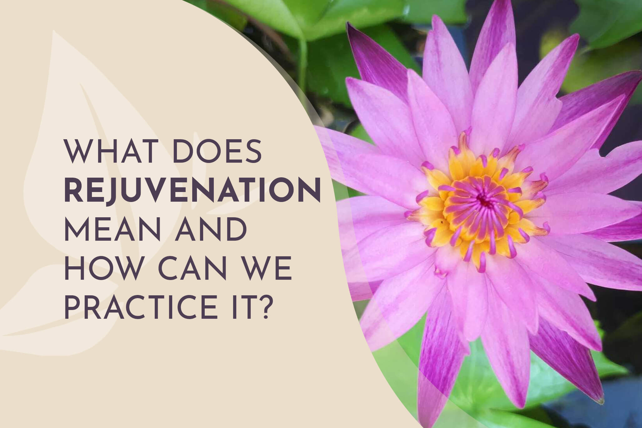 What Is The Meaning Of Rejuvenate In Science